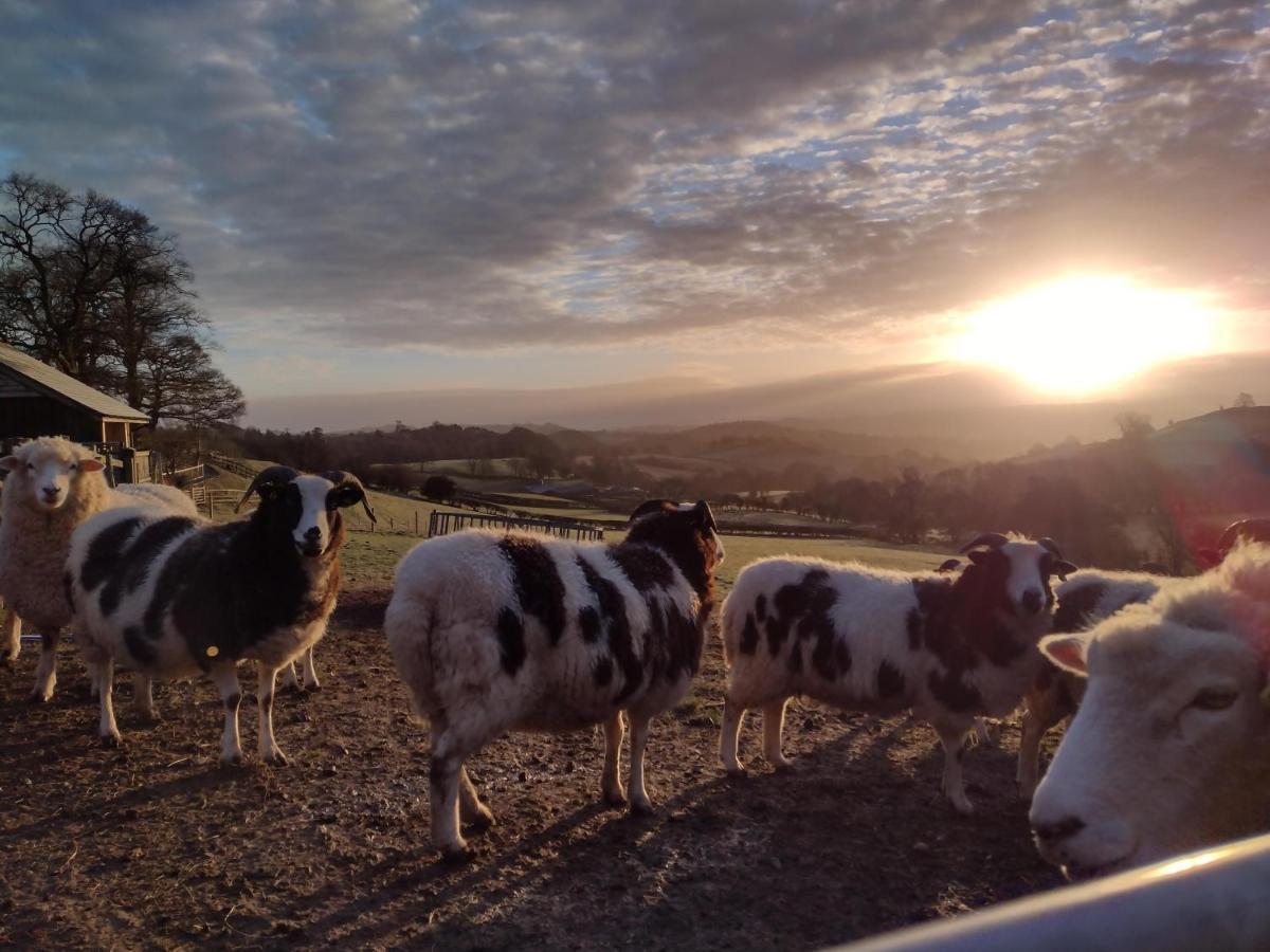Sheep Dip Cottage - 5* Cyfie Farm, With Log Burner And Private Hot Tub Llanfyllin Kültér fotó